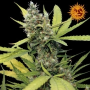 Honey B Feminisiert Feminized cannabis flower bud by Barneys Farm
