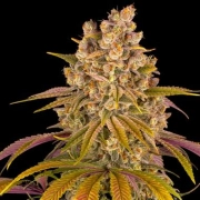 Lemon Tree Autoflowering cannabis flower bud by Barneys Farm