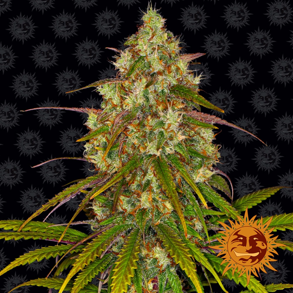 Liberty Haze – Barneys Farm – Feminized – Product view 2