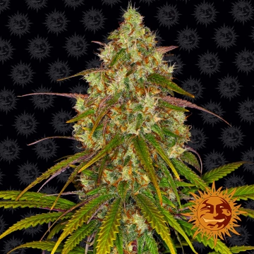 Liberty Haze Feminized cannabis flower bud by Barneys Farm