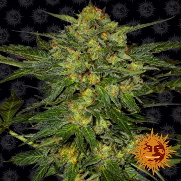LSD Feminized cannabis flower bud by Barneys Farm