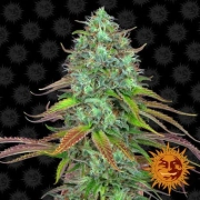 LSD Auto Autoflowering cannabis flower bud by Barneys Farm