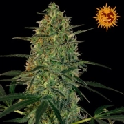 Malana Bomb Auto Feminized cannabis flower bud by Barneys Farm