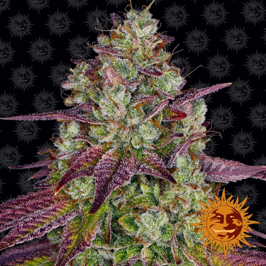 Mimosa Evo – Barneys Farm – Feminized