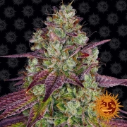 Mimosa Evo Feminized cannabis flower bud by Barneys Farm