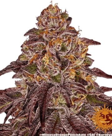 Mimosa x Orange Punch Feminized cannabis flower bud by Barneys Farm