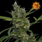 Morning Glory Feminized cannabis flower bud by Barneys Farm