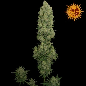 NYC Diesel Auto Autoflowering cannabis flower bud by Barneys Farm