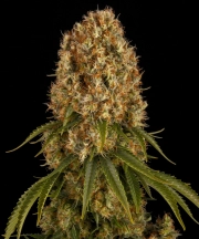 Orange Sherbert Feminized cannabis flower bud by Barneys Farm