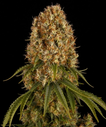 Orange Sherbert Feminized cannabis flower bud by Barneys Farm