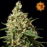 Peppermint Kush Feminized cannabis flower bud by Barneys Farm