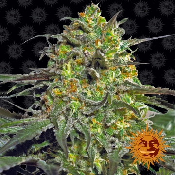 Peyote Cookies Feminized cannabis flower bud by Barneys Farm