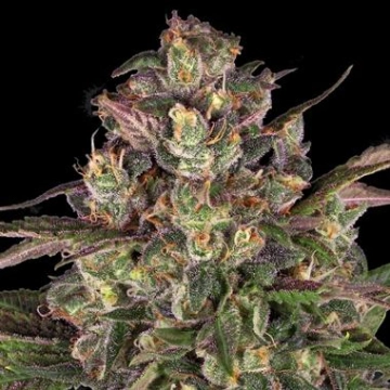 Peyote Critical Feminized cannabis flower bud by Barneys Farm