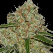 Phantom OG Feminized cannabis flower bud by Barneys Farm
