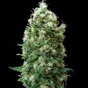 Phatt Fruity Feminized cannabis flower bud by Barneys Farm