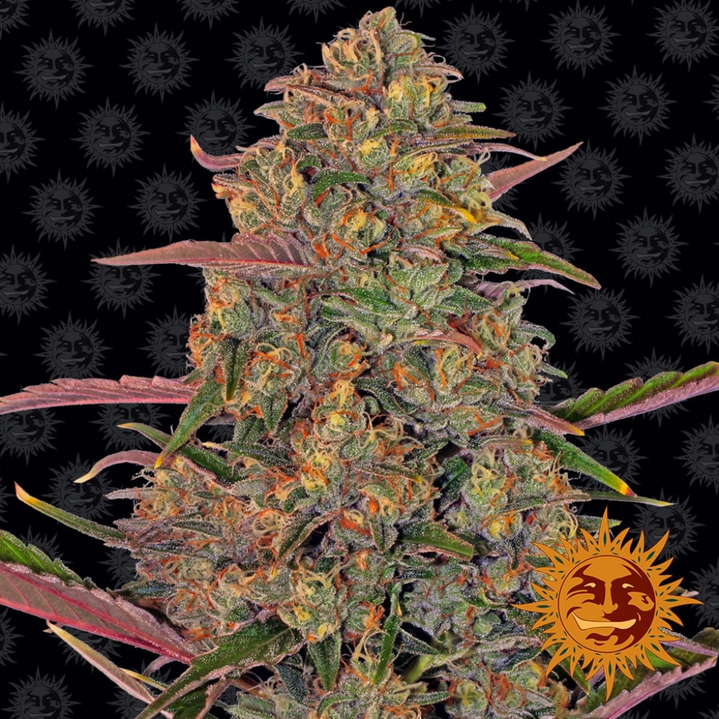 Pineapple Chunk – Barneys Farm – Feminized – Product view 2