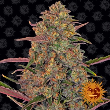 Pineapple Chunk Feminized cannabis flower bud by Barneys Farm
