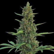 Pineapple Express Auto Autoflowering cannabis flower bud by Barneys Farm