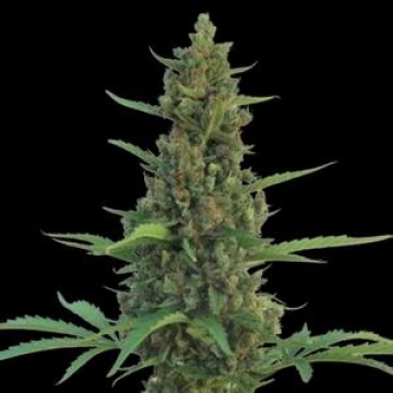 Pineapple Express Auto Autoflowering cannabis flower bud by Barneys Farm