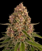 Pink Kush Feminized cannabis flower bud by Barneys Farm