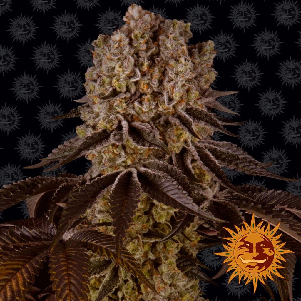 Purple Punch – Barneys Farm – Feminized