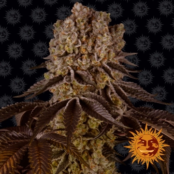 Purple Punch Feminized cannabis flower bud by Barneys Farm
