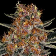 Purple Punch Auto Autoflowering cannabis flower bud by Barneys Farm