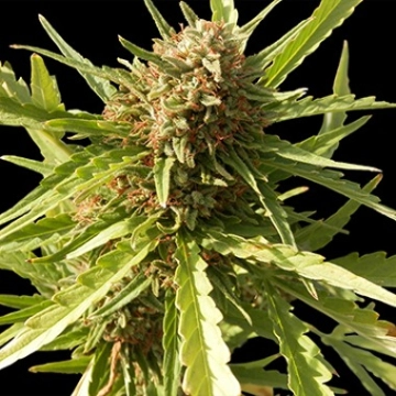 Red Cherry Berry Feminized cannabis flower bud by Barneys Farm