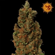 Red Diesel Feminized cannabis flower bud by Barneys Farm