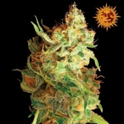 Red Dragon Feminized cannabis flower bud by Barneys Farm