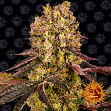 Runtz Muffin Feminized cannabis flower bud by Barneys Farm