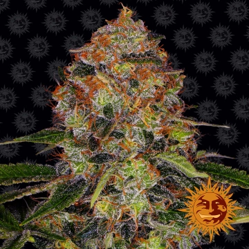 Shiskaberry Feminized cannabis flower bud by Barneys Farm