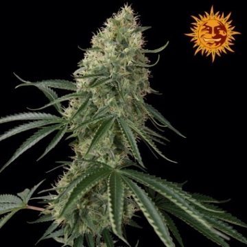 Sin Tra Bajo Auto Autoflowering cannabis flower bud by Barneys Farm