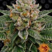 Skywalker OG Auto Autoflowering cannabis flower bud by Barneys Farm