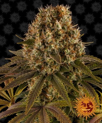Strawberry Lemonade Feminized cannabis flower bud by Barneys Farm