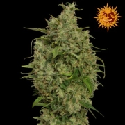 Sweet Tooth Feminized cannabis flower bud by Barneys Farm