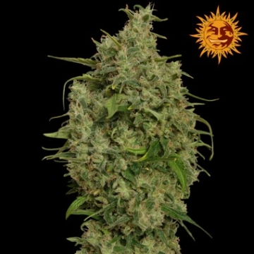 Sweet Tooth Feminized cannabis flower bud by Barneys Farm