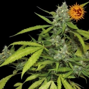 Sweet Tooth Auto Autoflowering cannabis flower bud by Barneys Farm