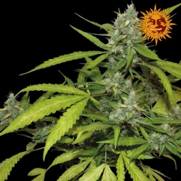 Sweet Tooth Auto Autoflowering cannabis flower bud by Barneys Farm