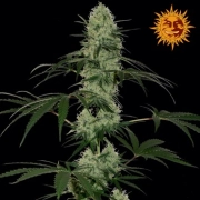 Tangelo Rapido Auto Autoflowering cannabis flower bud by Barneys Farm