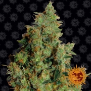 Tangerine Dream Feminized cannabis flower bud by Barneys Farm