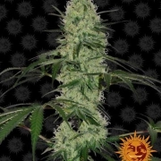 Tangerine Dream Automatic Autoflowering cannabis flower bud by Barneys Farm