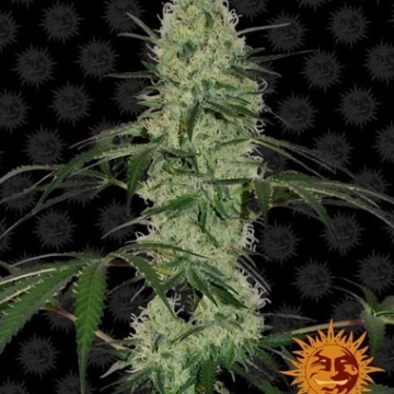 Tangerine Dream Automatic Autoflowering cannabis flower bud by Barneys Farm