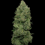 Top Dawg Feminized cannabis flower bud by Barneys Farm