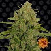 Triple Cheese Feminized cannabis flower bud by Barneys Farm