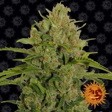 Triple Cheese Feminized cannabis flower bud by Barneys Farm