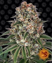 Tropicanna Banana Feminized cannabis flower bud by Barneys Farm