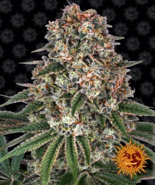 Tropicanna Banana – Barneys Farm – Feminized