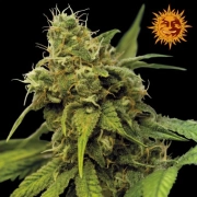 Utopia Haze Feminized cannabis flower bud by Barneys Farm
