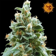 Vanilla Kush Feminized cannabis flower bud by Barneys Farm